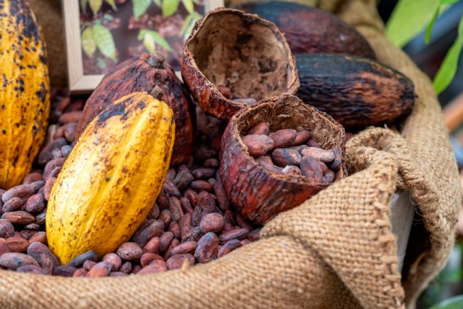 Cocoa beans with cocoa pod